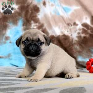 Carlos, Pug Puppy